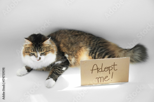 Fototapeta Naklejka Na Ścianę i Meble -  Fluffy cat and carton with text ADOPT ME on white background