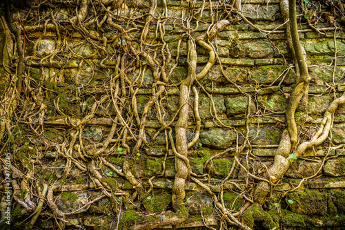 ivy in the wall