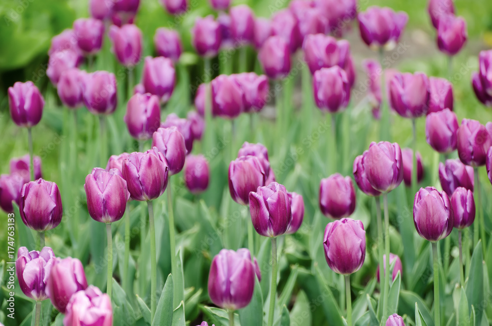 Spring meadow with violet tulip flowers, floral natural seasonal easter background with copy space Spring meadow with violet tulip flowers, floral natural seasonal easter background with copy space