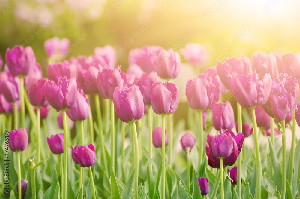 Spring sunny meadow with violet tulip flowers, floral natural seasonal easter background with copy space