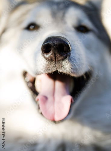 Close-up nose cheerful Siberian husky