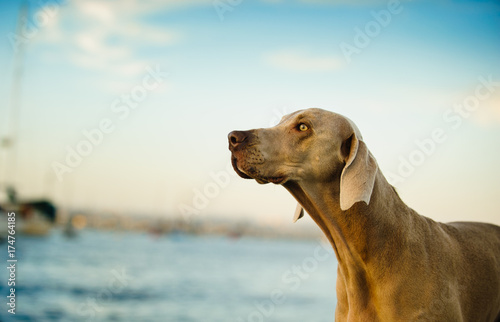 Weimaraner dog outdoor portrait against blue water and sky