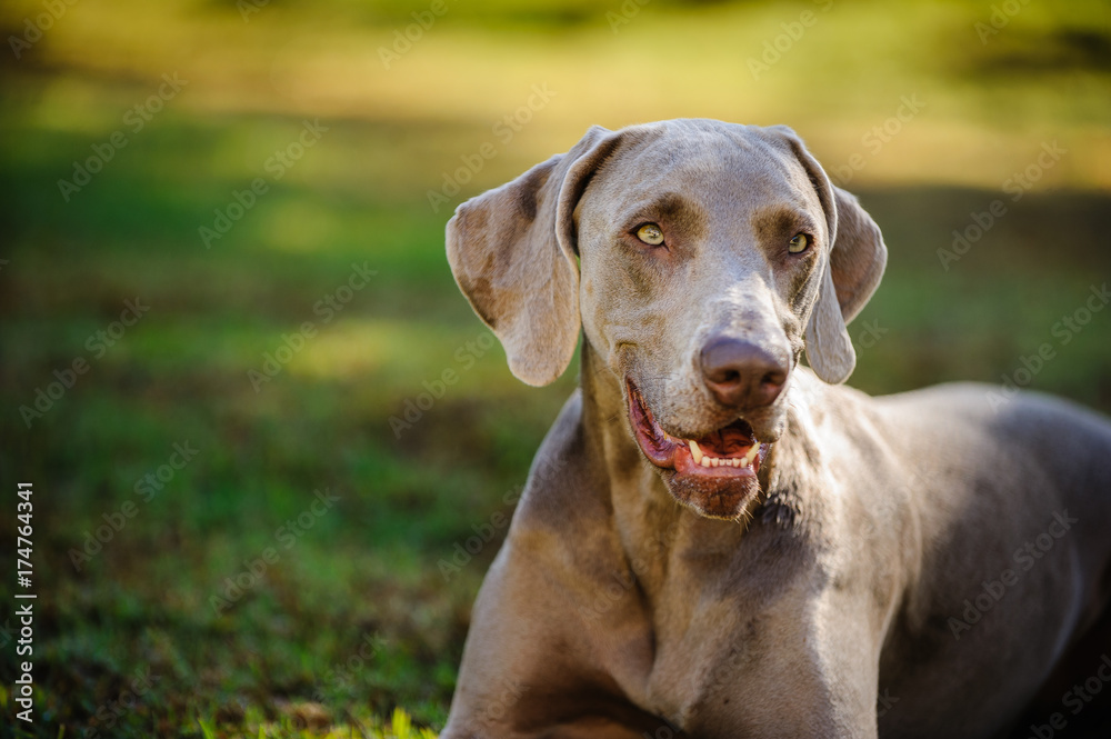 Weimaraner dog outdoor portrait in grass Weimaraner dog outdoor portrait in grass