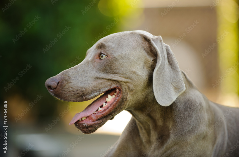 Weimaraner dog outdoor portrait head shot