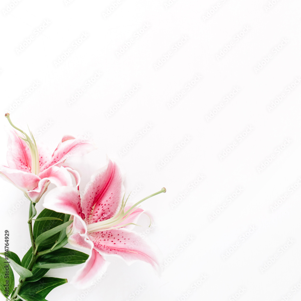 Beautiful pink lily flower on white background. Flat lay, top view. Flower composition.