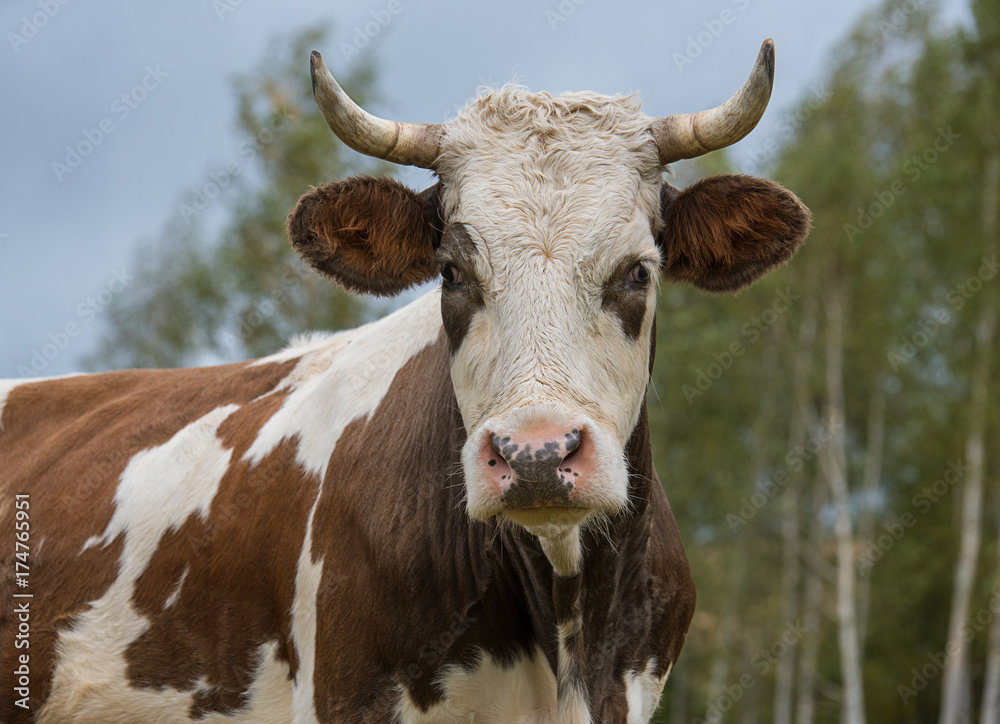 Cow  on the meadow