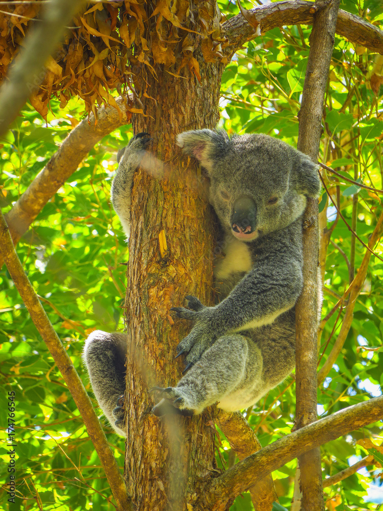 Fototapeta premium Exploring Noosa in Queensland, Australia