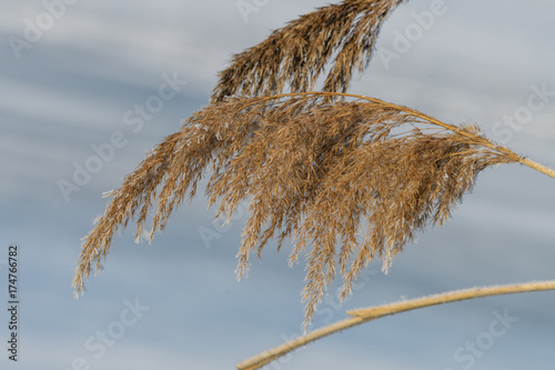 Reed grass, Phragmites australis in winter photo