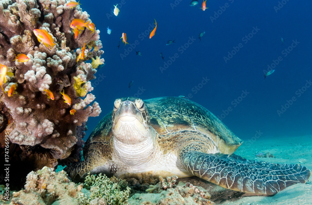 Obraz premium A green turtle and lionfish next to an underwater coral pinnacle