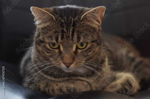 Serious cat on a black leather chair © isumi
