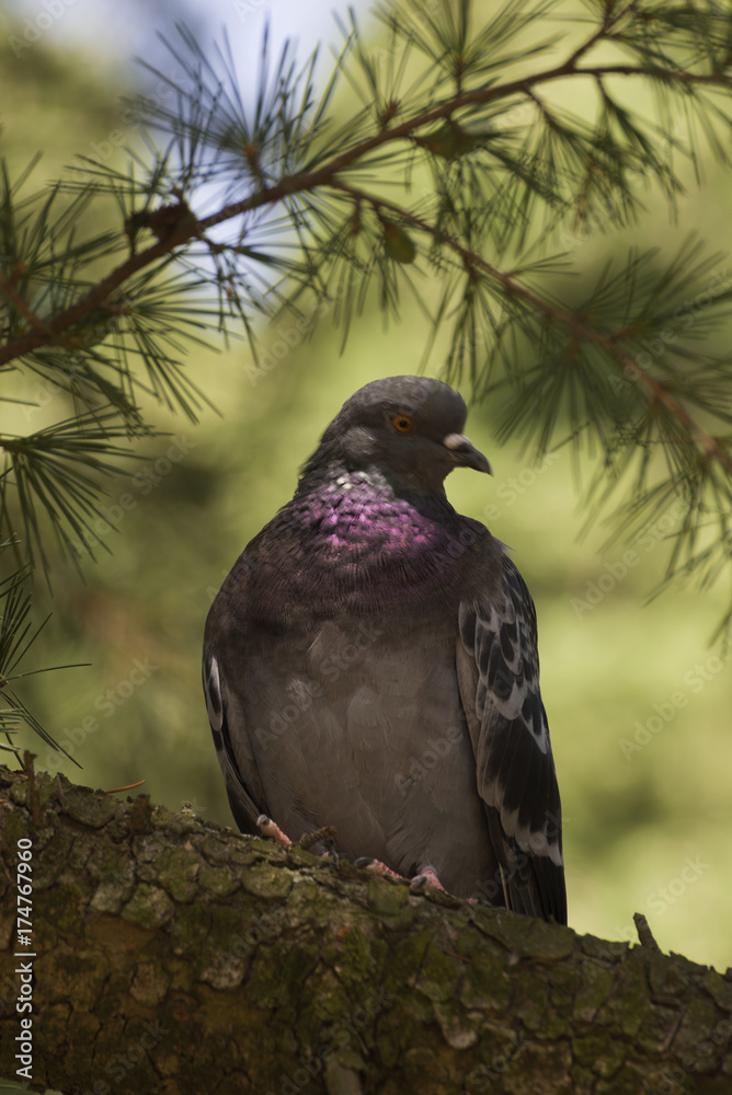 Fototapeta premium Dove 