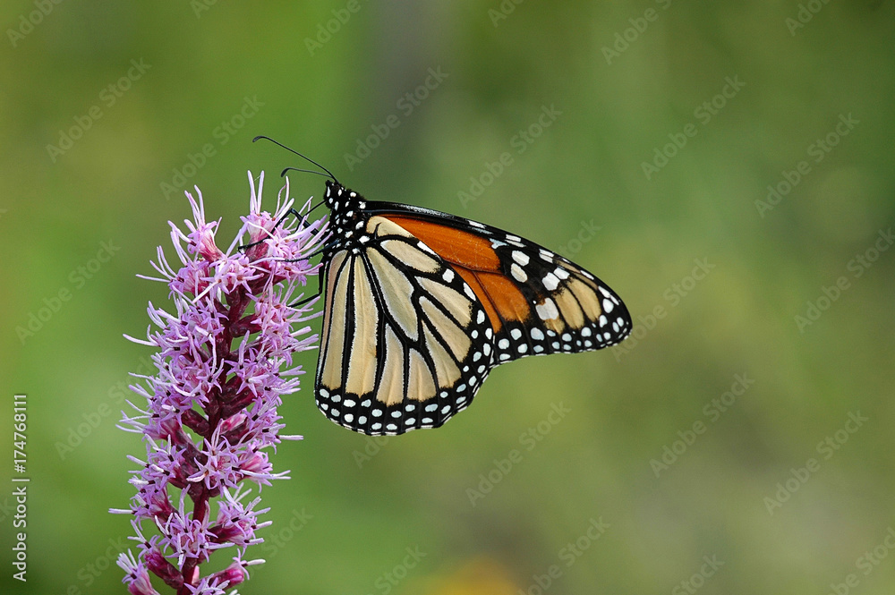 Fototapeta premium Monarch