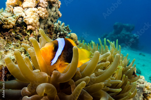 Banded Clownfish in their host anemone on a tropical coral reef
