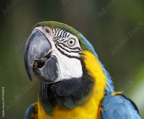 Maccaw Parrot Portrait