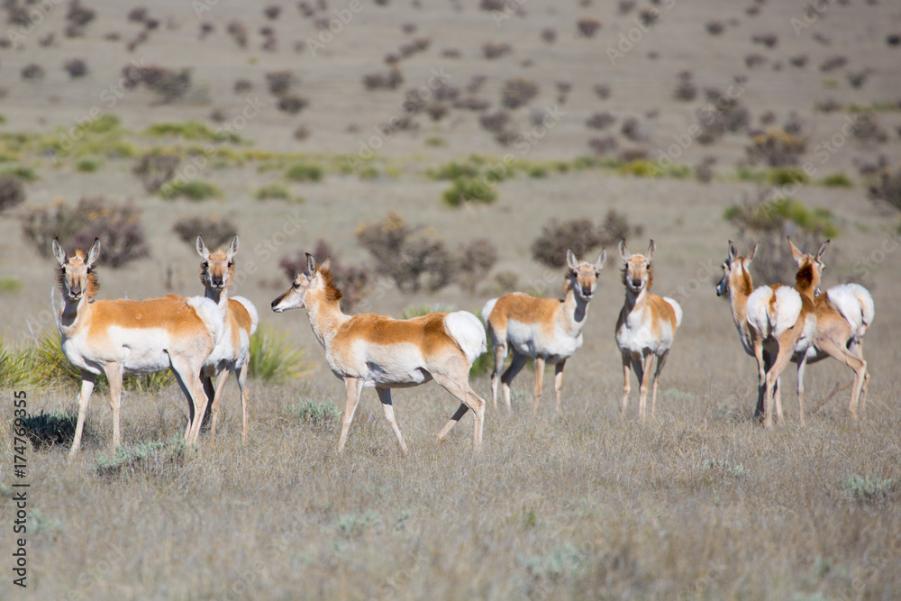 Fototapeta premium Pronghorn