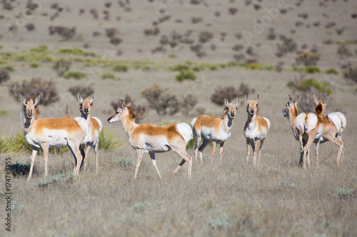 Pronghorn