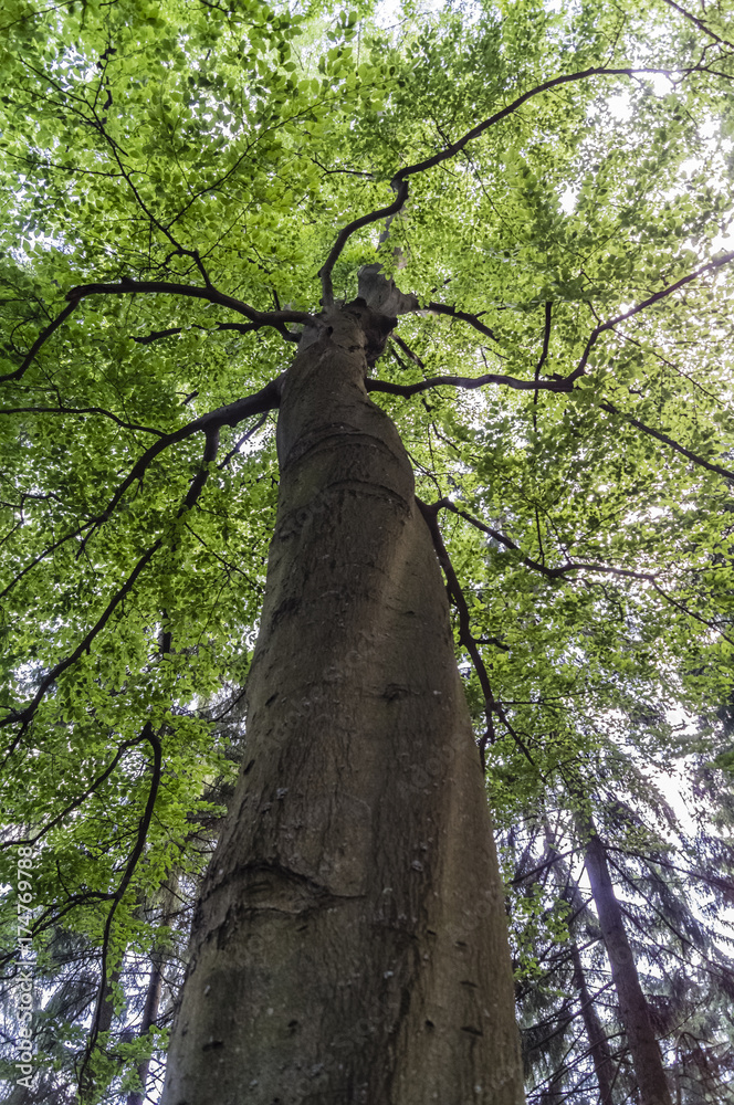 Fototapeta premium old big beech