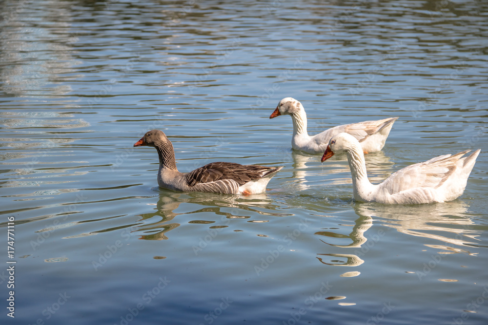 Fototapeta premium Geese swimming in a lake at Barigui Park - Curitiba, Parana, Brazil
