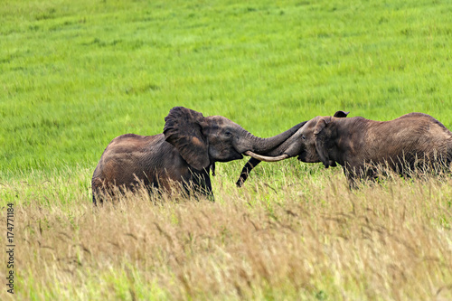 Elephant Fight