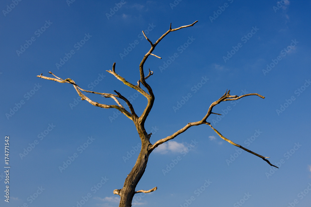 Dead Tree Dead Tree