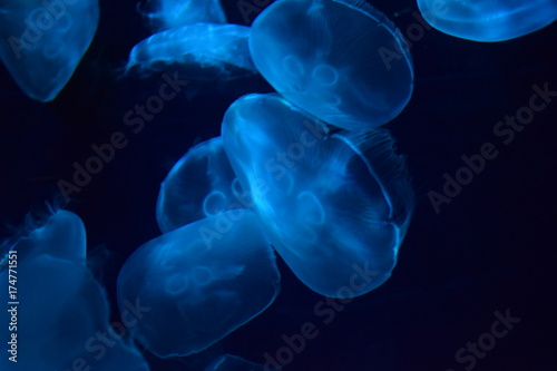 meduse