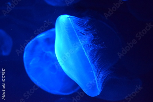 meduse photo