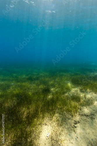 Sunbeams shining down onto a seagrass bed underwater