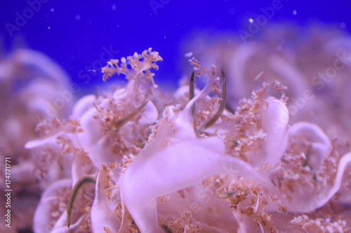 meduse