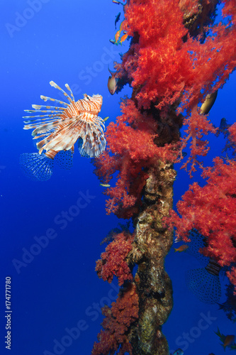 A colorful Lionfish swimming around vivid pink soft corals growing on a man-made metal chain.