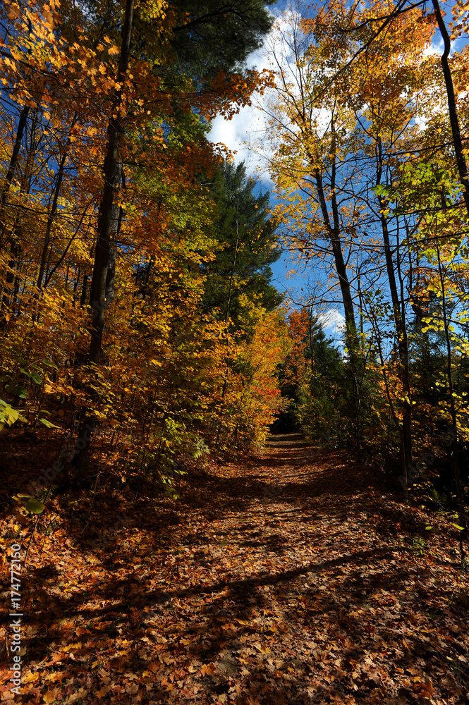 Obraz premium Autumn