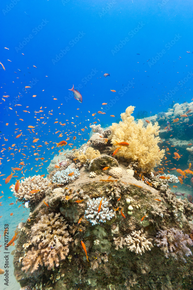 Naklejka premium Colorful corals on a tropical coral ref