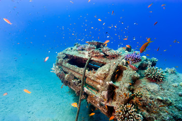 Fototapete Unterwasser Tropische Fische an alter Unterwasserpipeline  © whitcomberd