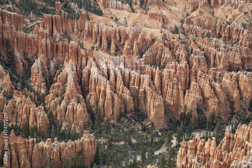 View of the magical golden hoodoos of Bryce Canyon National Park