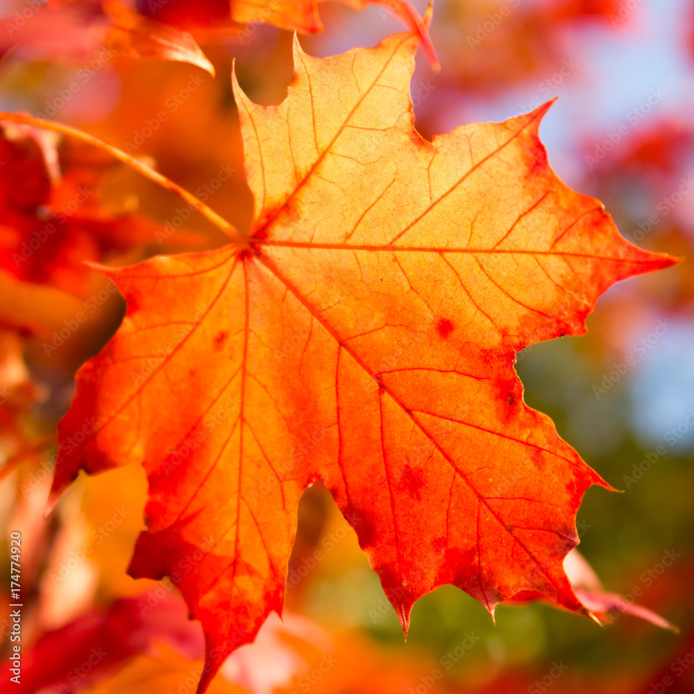 Autumn leaf Autumn leaf