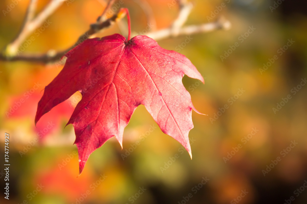 Autumn leaf Autumn leaf