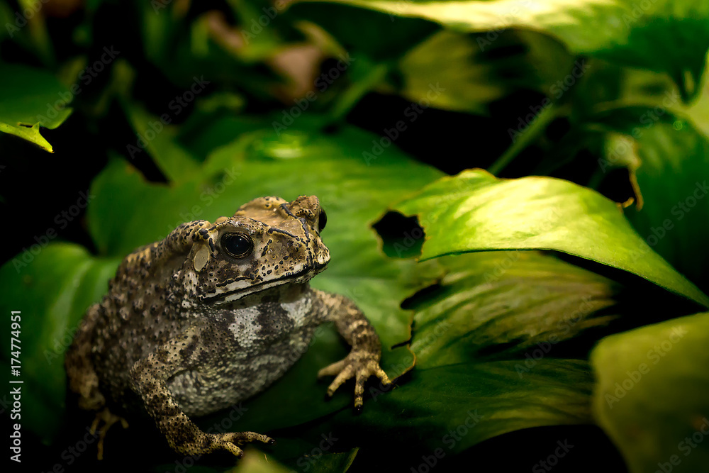Obraz premium common toad on green leaf