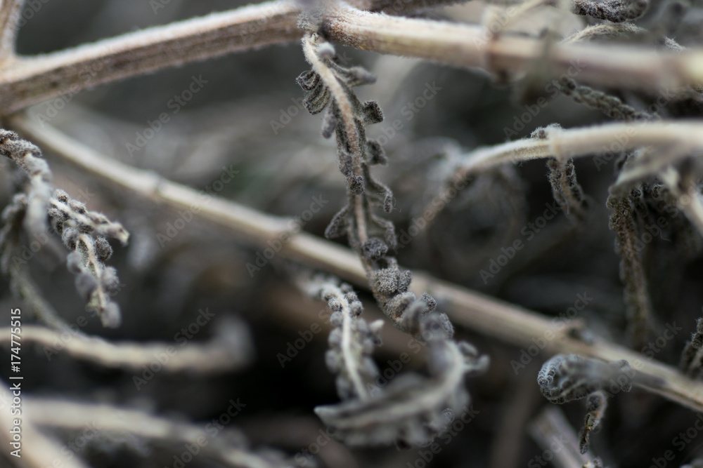 Detail of a dried lavander flower