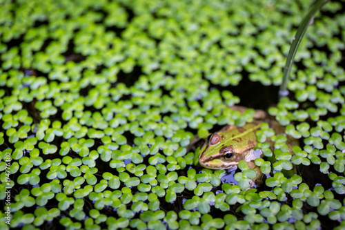 Pelophylax perezi in a pond