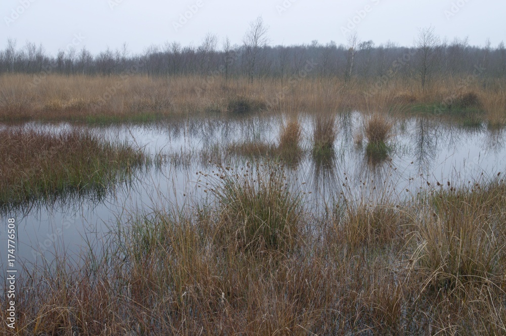 Dutch raised bog reserve, Bargerveen, Holland, Netherlands, Europe