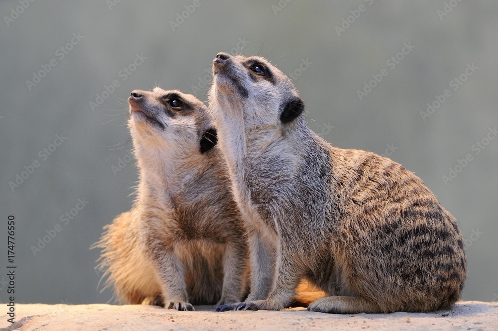 Fototapeta premium Meerkats (Suricata suricatta) looking up