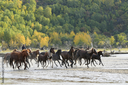 Many horses were running in the water © hanmaomin
