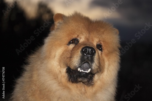Chow Chow male dog, looking up, portrait © imageBROKER