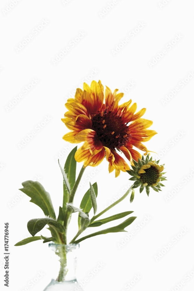 Fototapeta premium Gaillardia or Blanket Flower (Gaillardia)