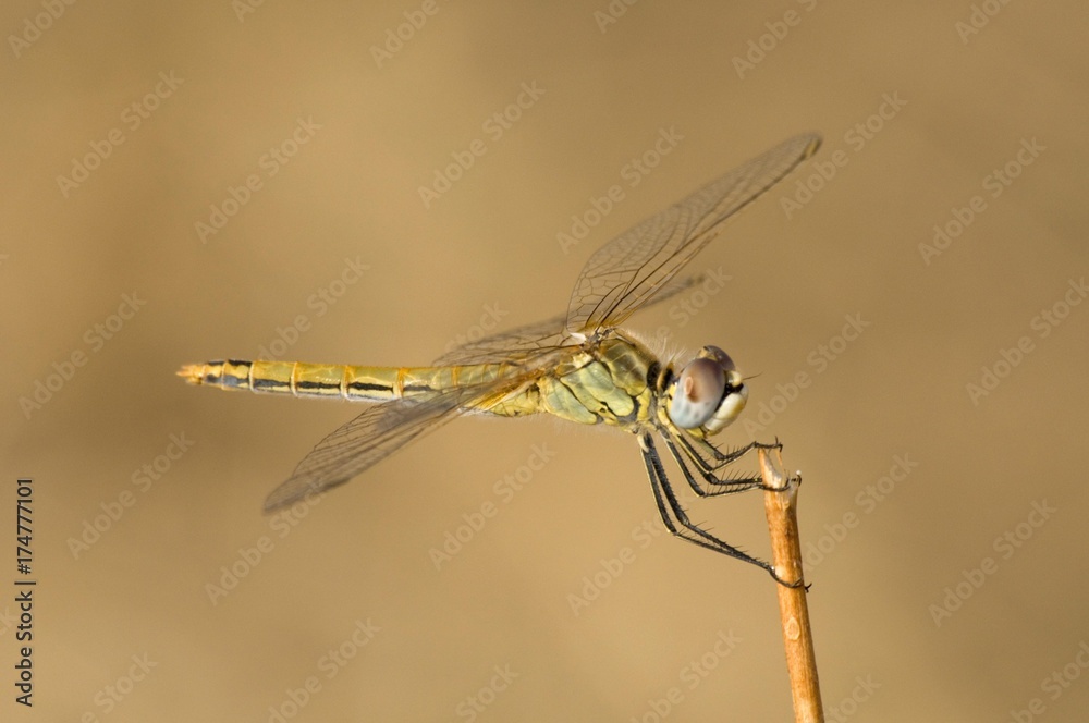 Red-veined Darter (Sympetrum fonscolombii), male, Leptokaria, Greece, Europe Red-veined Darter (Sympetrum fonscolombii), male, Leptokaria, Greece, Europe