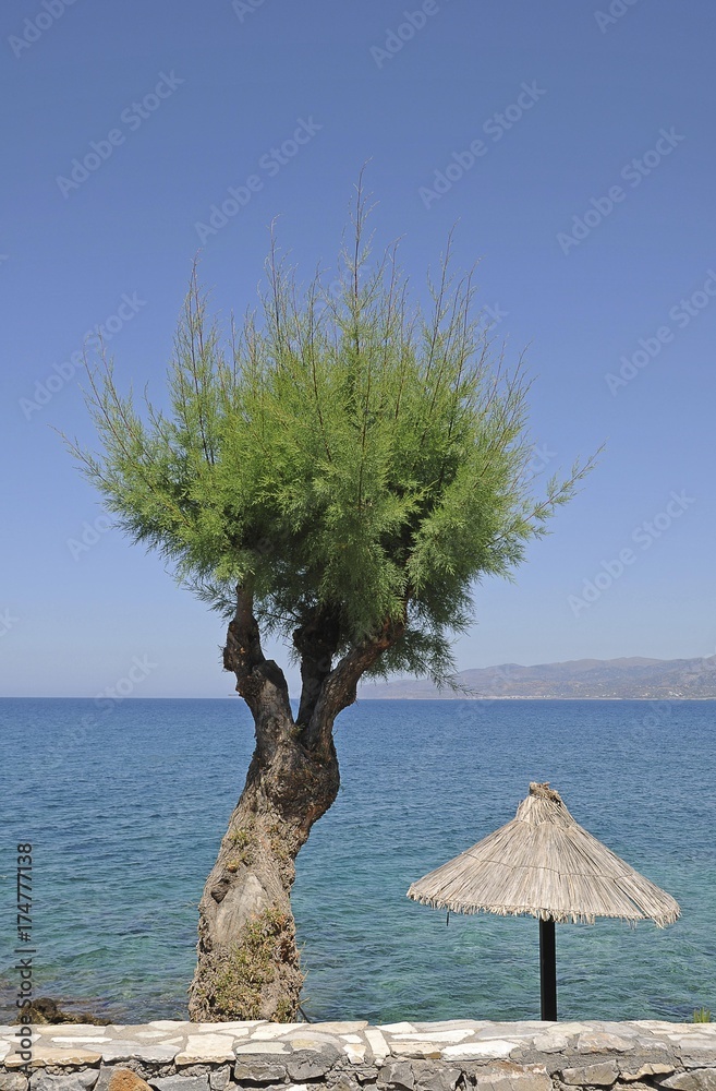 Cedar tree and a parasol, Crete, Greece, Europe, PublicGround, Europe Stock  Photo | Adobe Stock