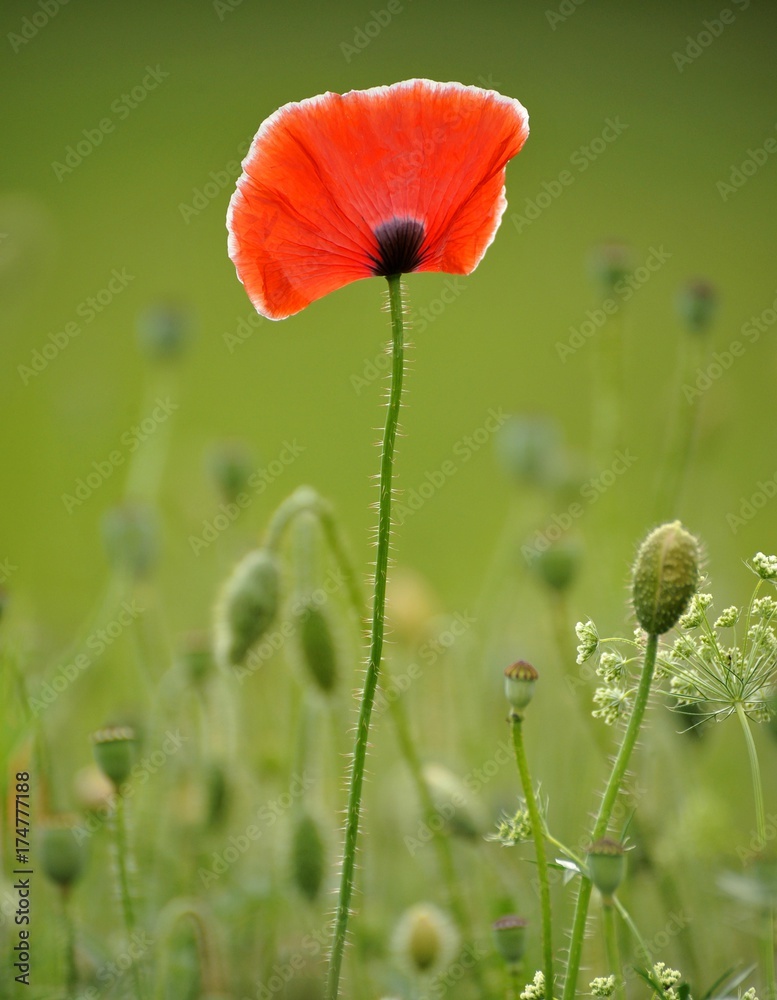 Naklejka premium Letnia łąka, Mak (Papaver rhoeas)