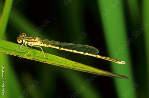 Common Winter Damselfly (Sympecma fusca) photo