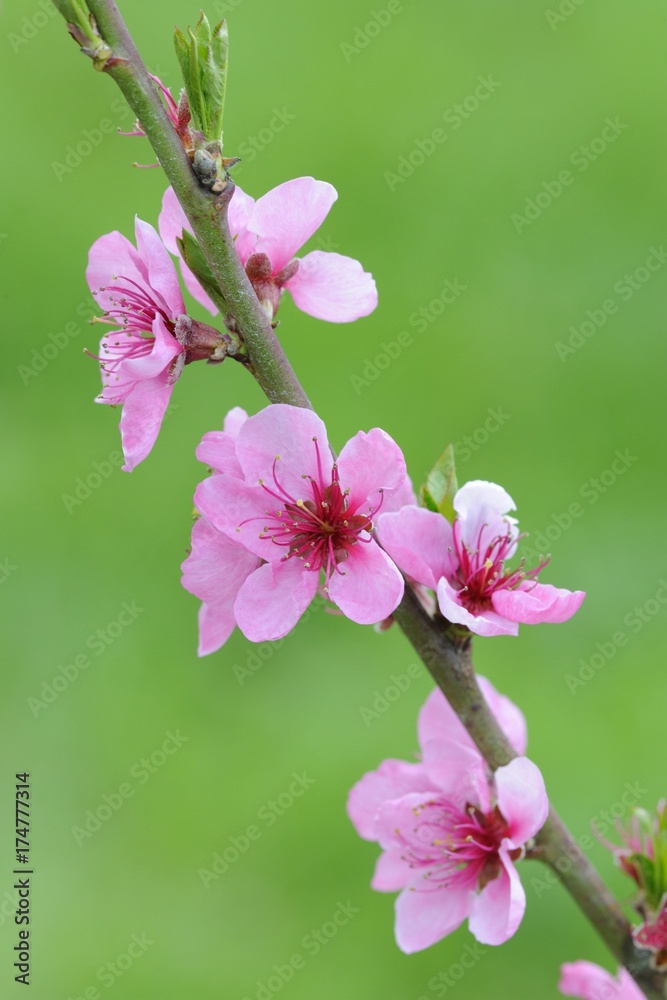 Obraz premium Twig with Peach blossoms (Prunus persica)