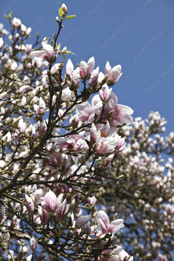 Magnolia (Magnolia), blossoms on a tree