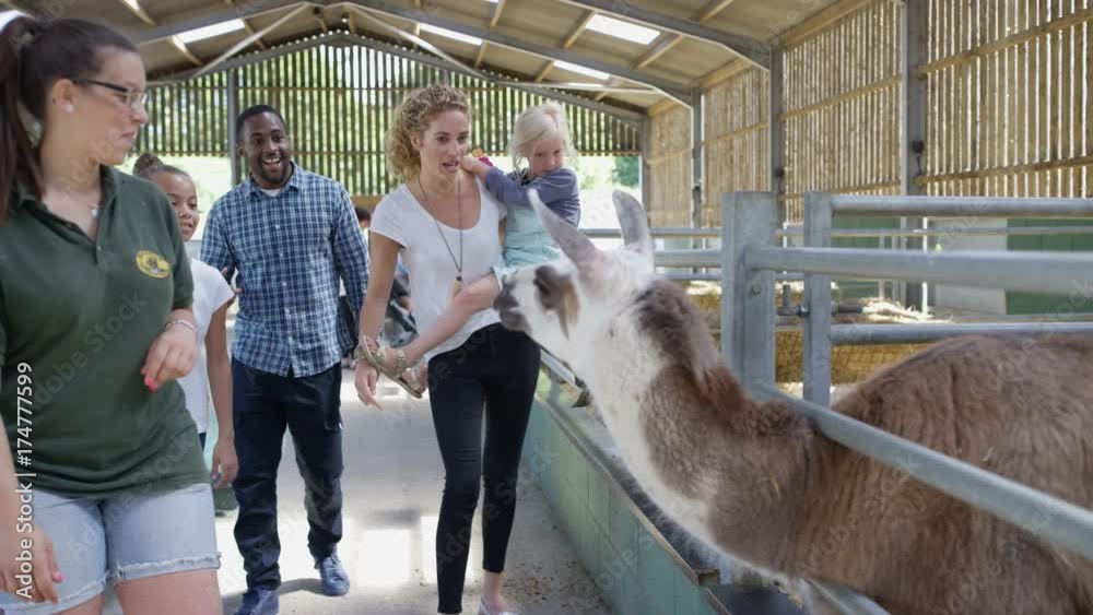  Happy mixed race family on community farm, petting llama & talking to keeper